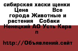 сибирская хаски щенки › Цена ­ 10 000 - Все города Животные и растения » Собаки   . Ненецкий АО,Усть-Кара п.